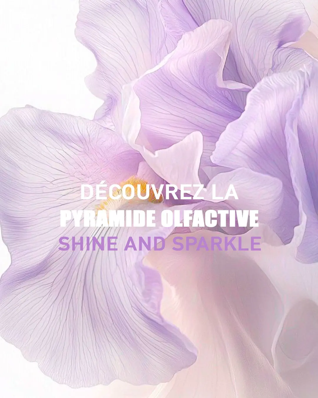 brume-rimita-shine-and-sparkle-2